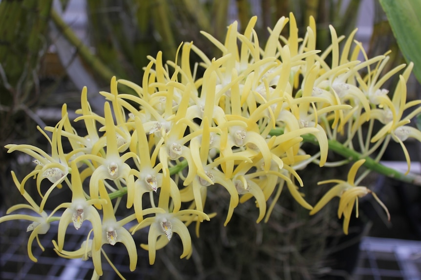 Display of orchids at National Botanic Gardens