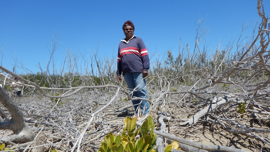 Patsy Evans standing among dead mangroves.