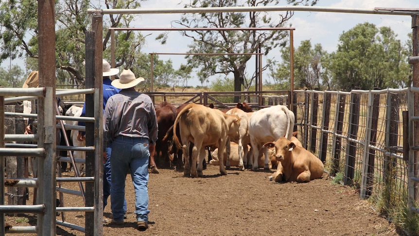 Graziers walking towards cattle in a yard to shift them.