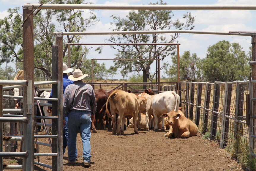 Graziers walking towards cattle in a yard to shift them.