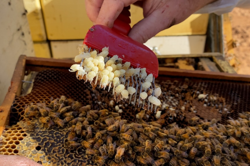 A special fork is used to pry open cells on a beehive frame. The pupae are caught on the tines 