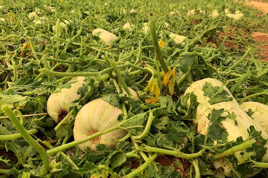 a crop of melons sits destroyed in a paddock