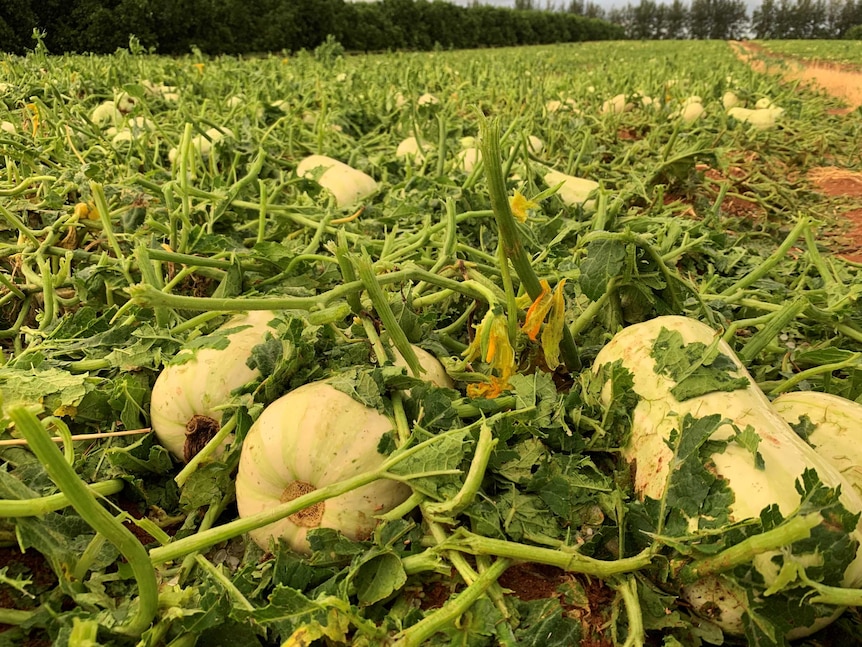 a crop of melons sits destroyed in a paddock
