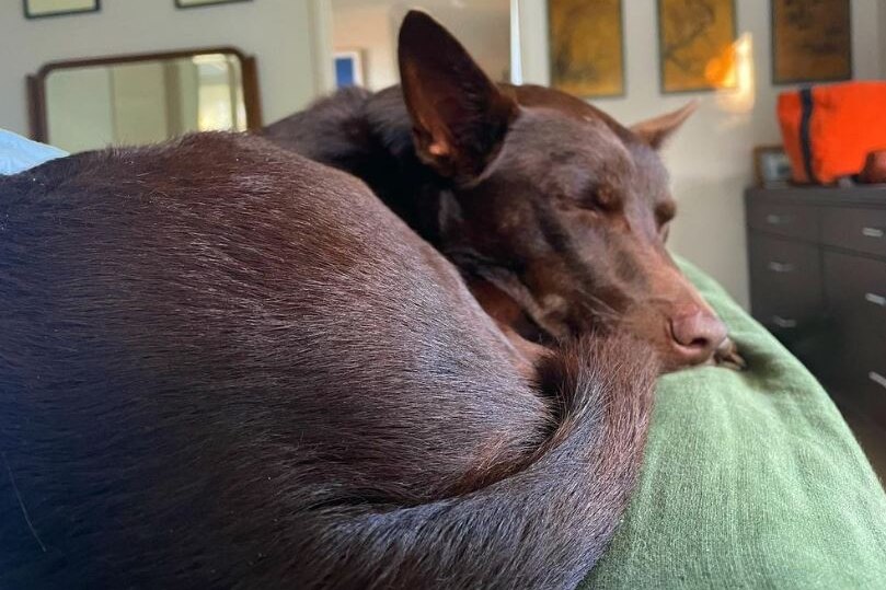 A kelpie curled up and asleep on a bed.