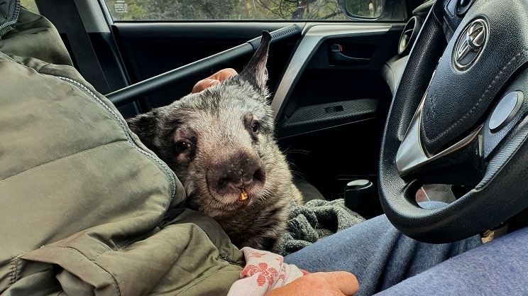 A sickly looking wombat sits adjacent a driver in a car