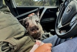 A sickly looking wombat sits adjacent a driver in a car