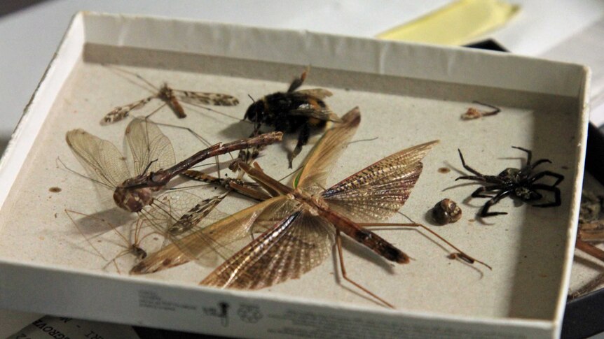 Cardboard box with dried insects inside it