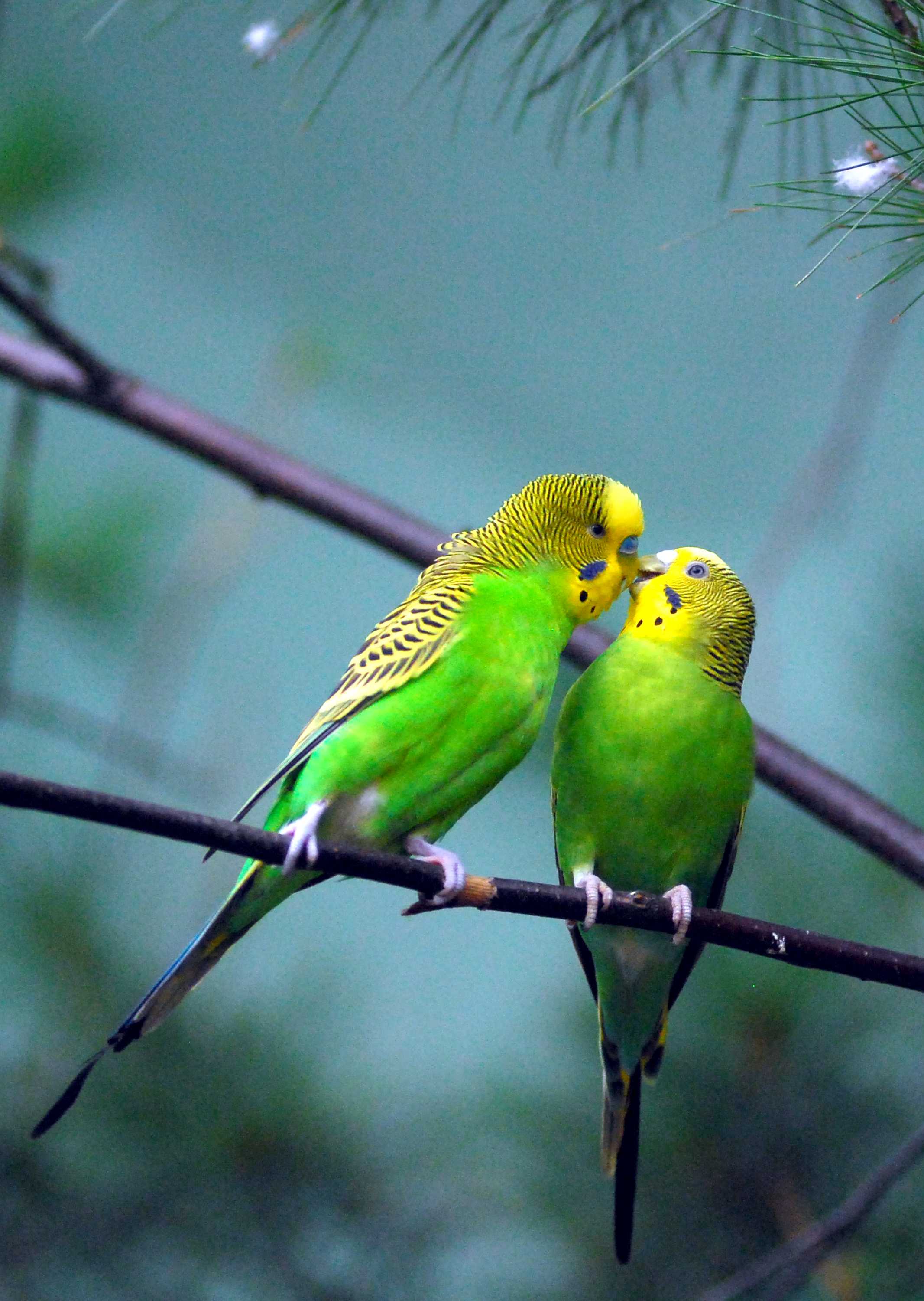Budgerigar: The little Aussie bird that stole the world's heart - ABC ...