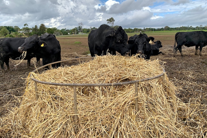 A herd of black cattle eat silage from a feeder.