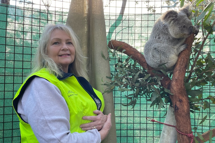 A woman holds a bag under her bright yellow vest containing a baby koala with another koala in a tree next to her.