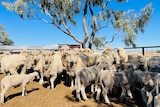 Sheep standing under a tree in yards looking at camera