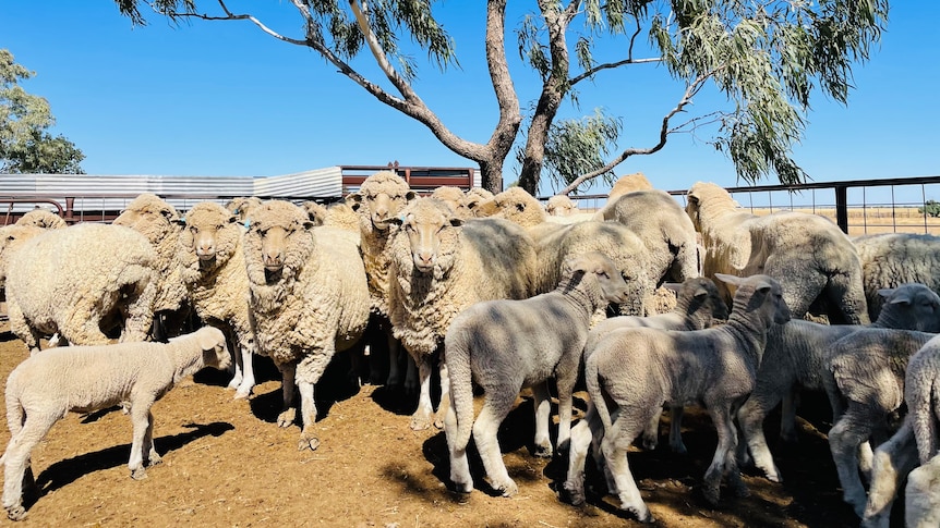 Sheep standing under a tree in yards looking at camera