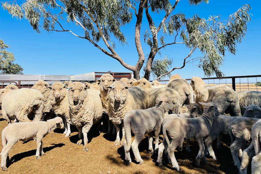 Sheep standing under a tree in yards looking at camera