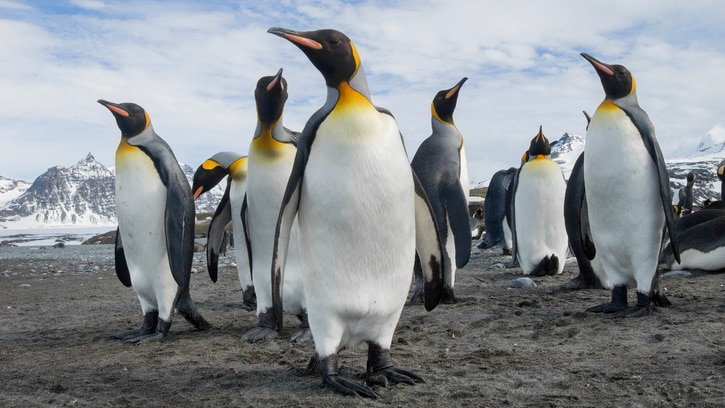 Penguins on land
