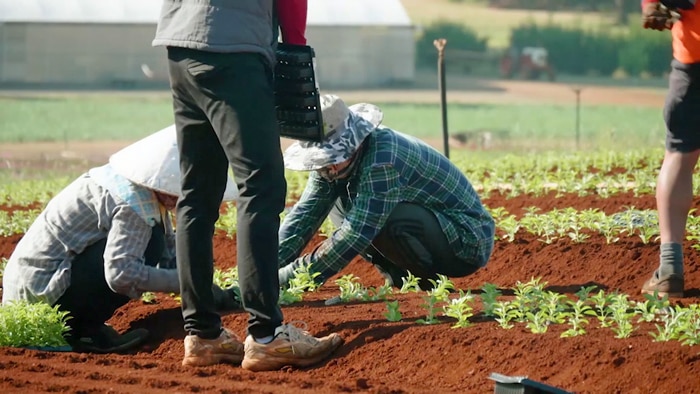 Workers wearing hats out in field planting small plants