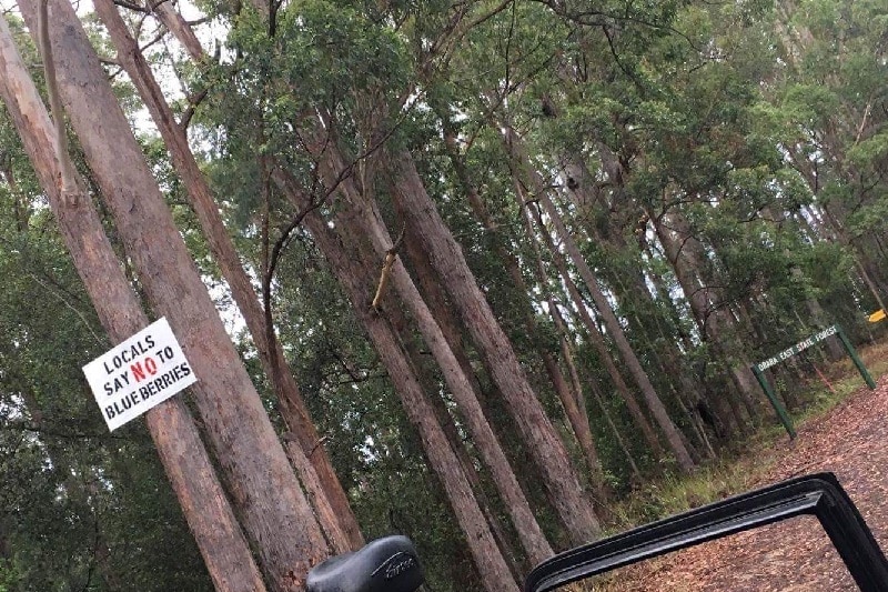A sign in a State Forest on the Coffs Coast which reads 'Locals Say No To Blueberries'.