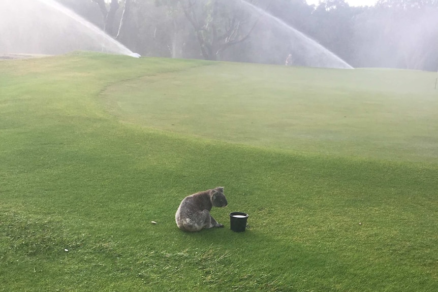 Koala drinking from a bucket on a golf course, under sprinklers.