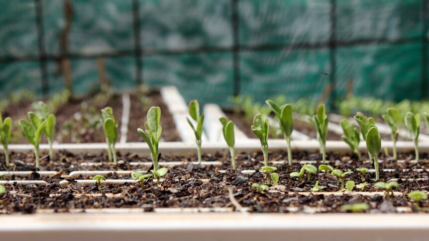 A close shot of seedlings