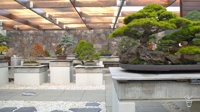 Selection of bonsai plants on display stands.