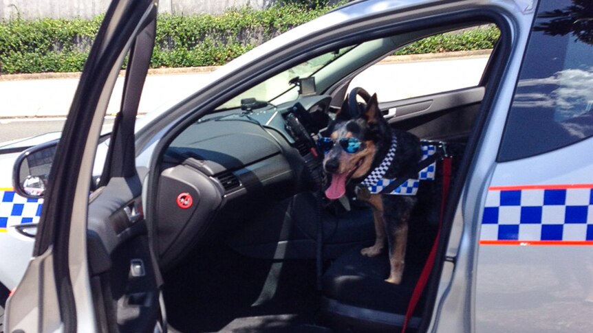 Queensland Police Service allowed Buddy to be a police dog for the day.