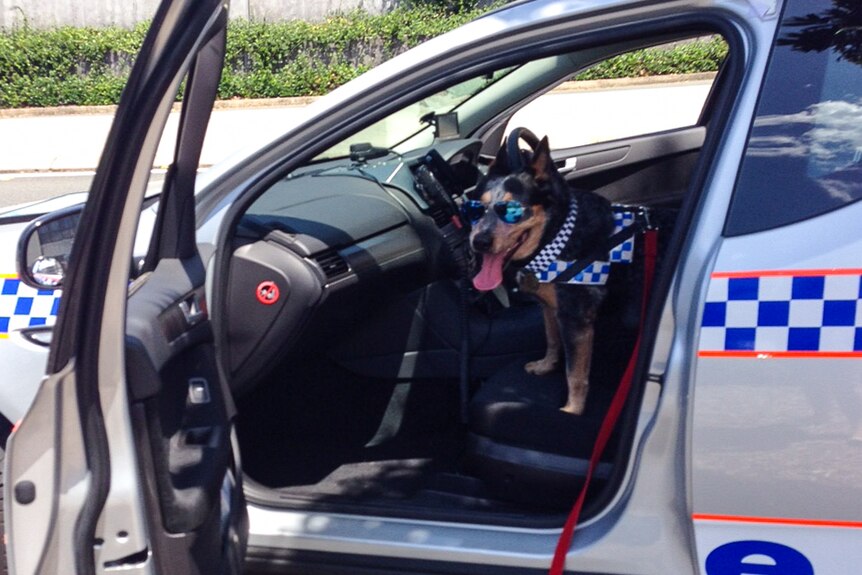 Queensland Police Service allowed Buddy to be a police dog for the day.