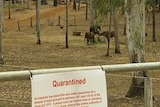 The virus killed a mare at a property at Cawarral, near Rockhampton, at the weekend.