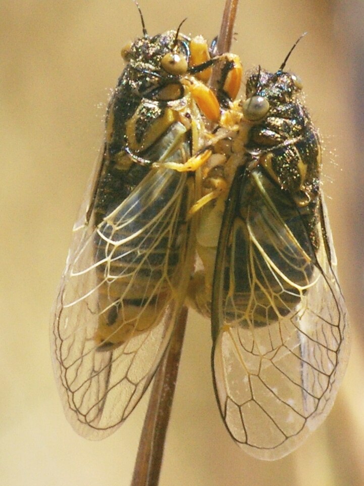 A very close-up photo of two almost identical black and yellow cicadas mating on a very thin stick.