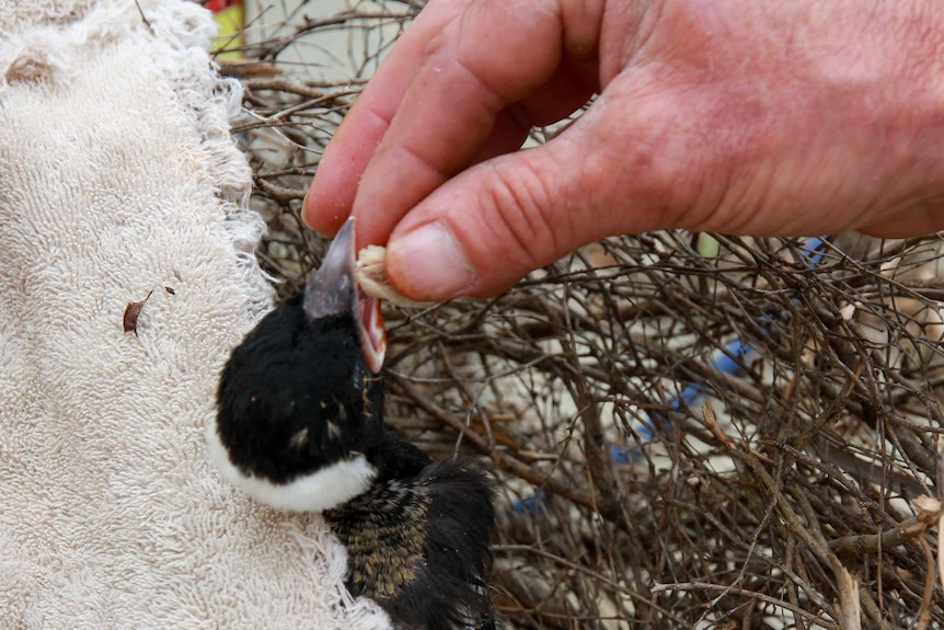 A magpie chick in a nest being hand fed a piece of meat.