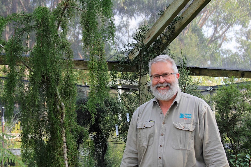 Man standing next to a Huon pine growing in a pot