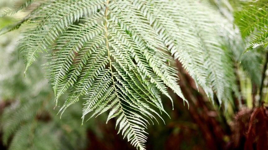 A close up of a tree fern with dew dripping from the leaves.