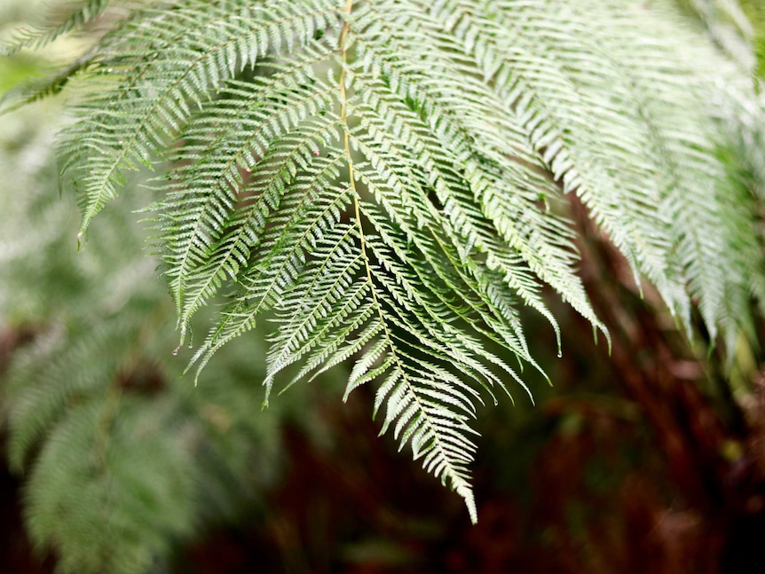 A close up of a tree-fern with dew dripping from the leaves.