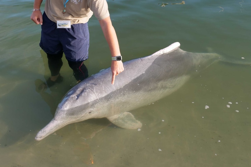 A volunteer points at scratch marks on the dolphin caused by fighting