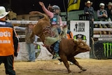 Caydence Fouracre riding an orange bucking bull in a rodeo arena.