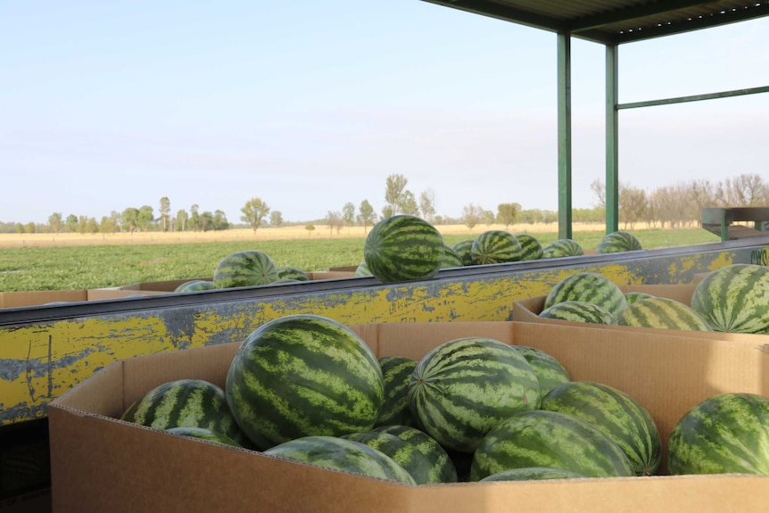 Large melons sit in cardboard boxes next to a green crop in a field, and in the distance, a brown paddock with trees.