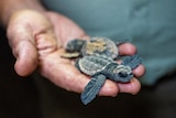 Sea turtle hatchling sitting in the palm of a man's hand