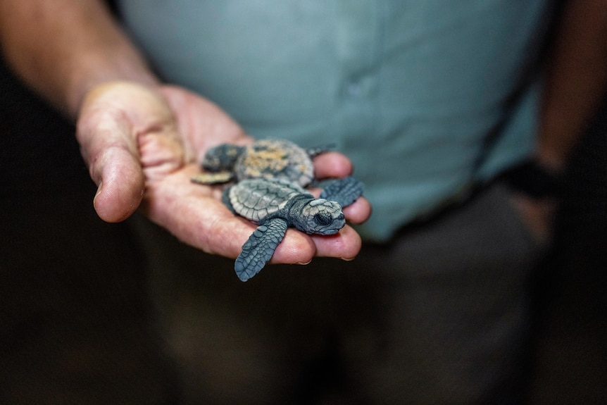Baby turtles in human hands