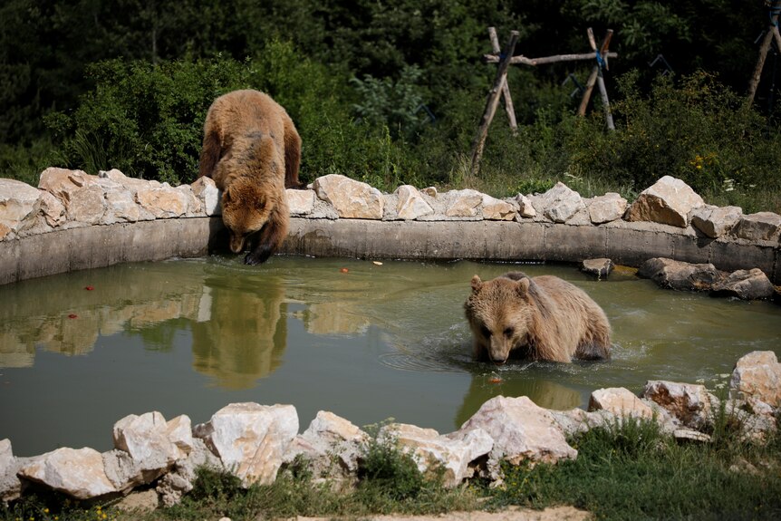 two brown bears wade in a pool at sanctuary in Kosovo