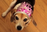 Dog with Happy New Year headband
