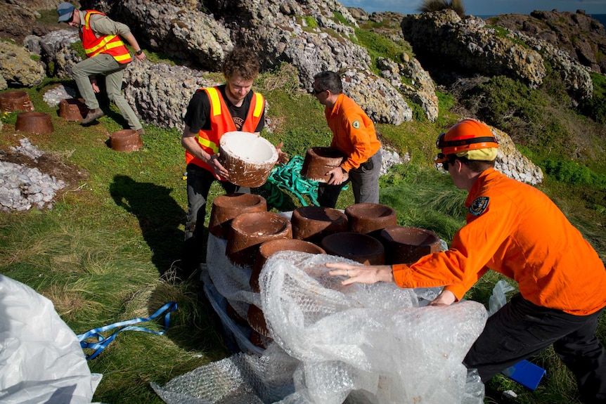 Unpacking the artificial nests on Albatross Island.