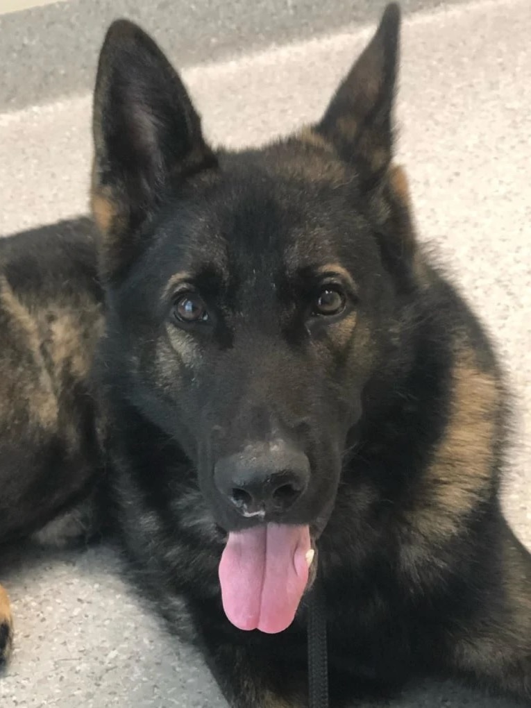 Missing Queensland police dog German Shepherd PD Quizz with tongue out