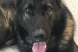 Missing Queensland police dog German Shepherd PD Quizz with tongue out