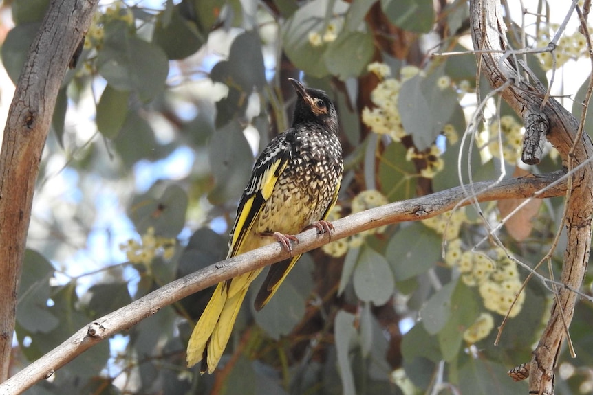 Female regent honeyeater.