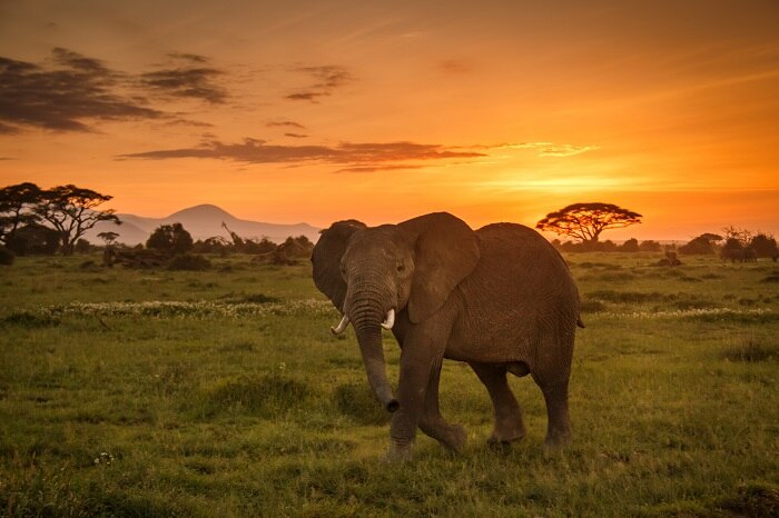 An elephant looks at the camera with the sun setting behind