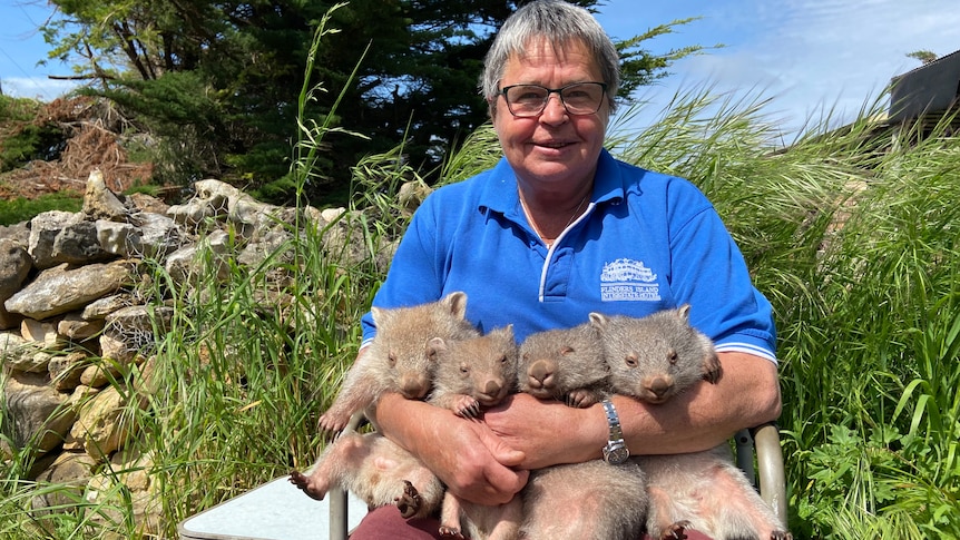 Kate Mooney smiles and holds four wombats on her lap, while sitting outside on a chair on a blue sky day.