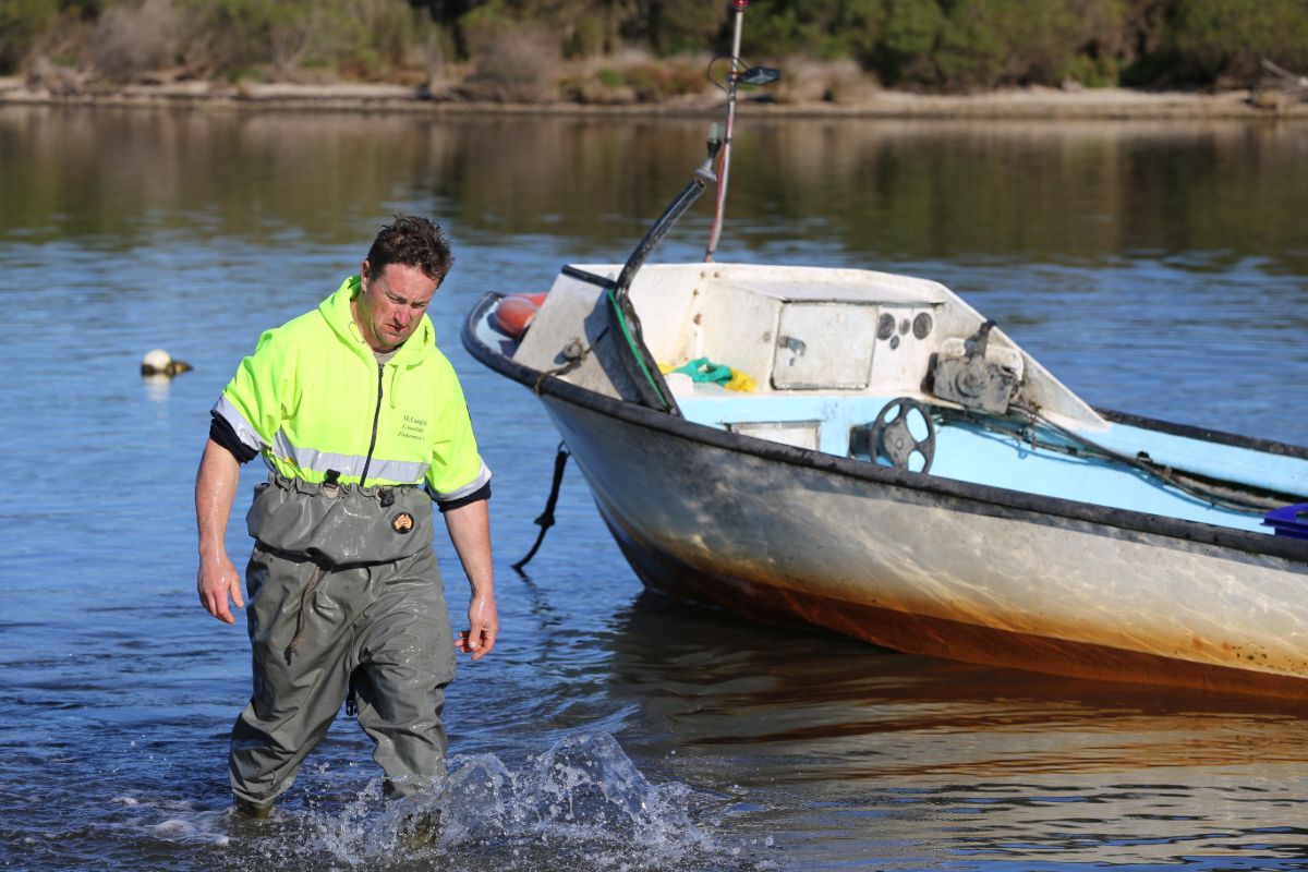 Tensions rise ahead of net fishing ban on the Gippsland Lakes ABC News