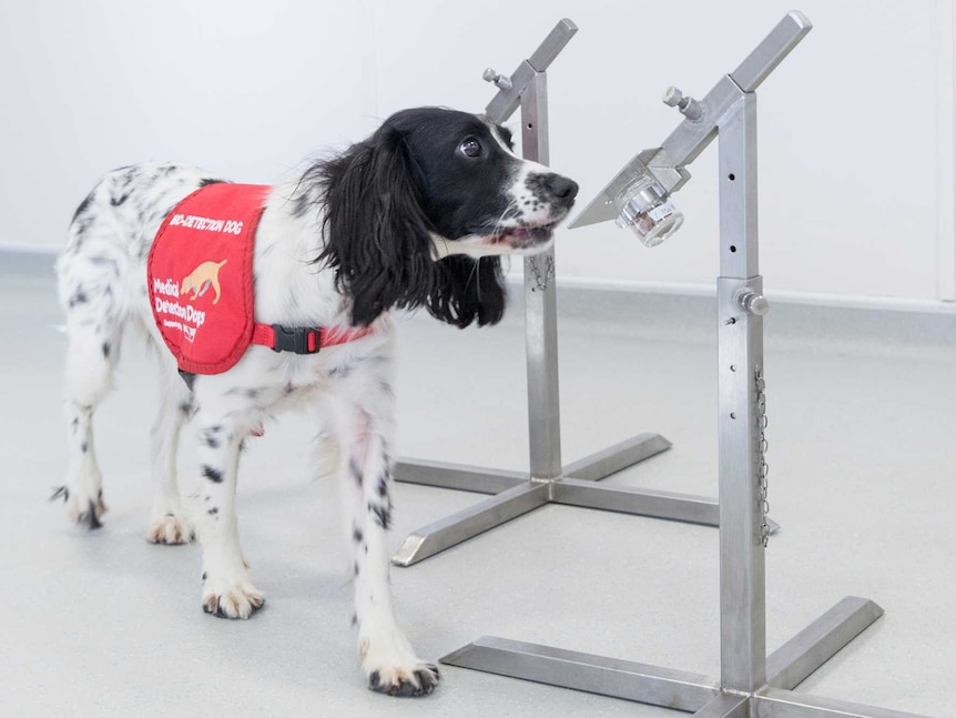 Medical detection dog sniffs a sock sample in a jar.