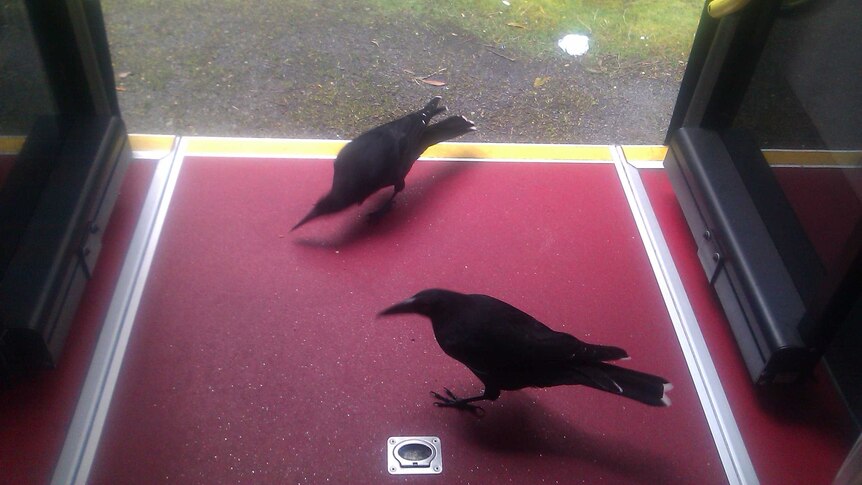 Crows on the bus step in Fern Tree.