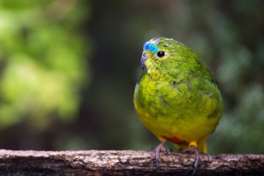 endangered orange-bellied parrot