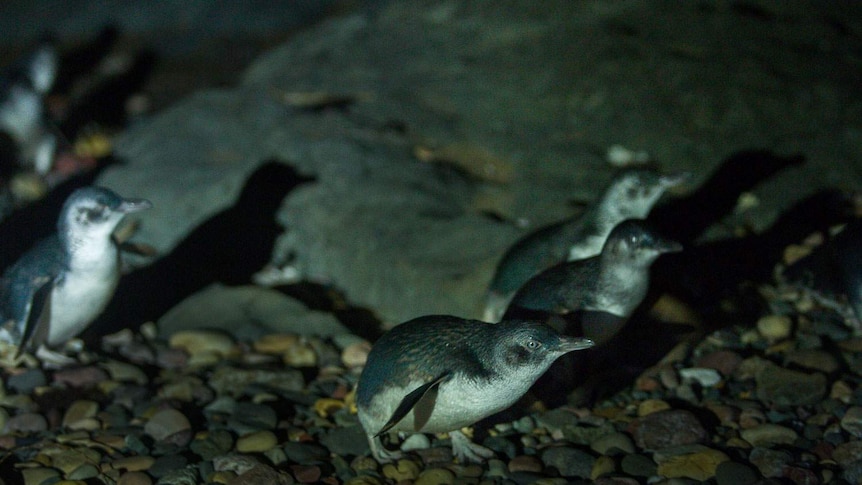 A group of little penguins carefully creep ashore.