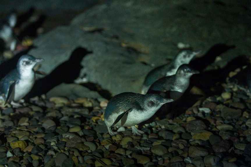 A group of little penguins carefully creep ashore.